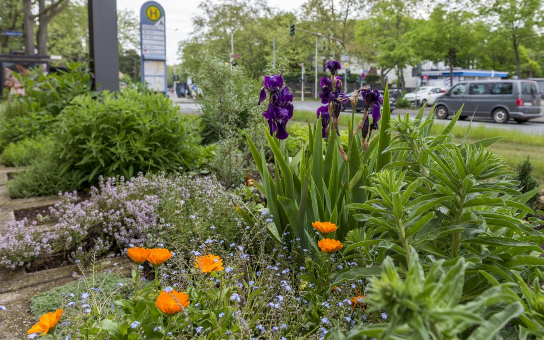 „Grünfinger“ bringen Gonsenheim zum Blühen