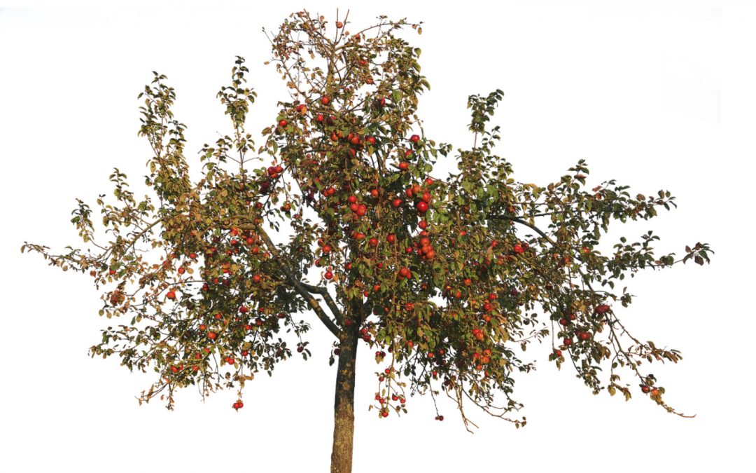 So lasst uns denn kein Apfelbäumchen pflanzen